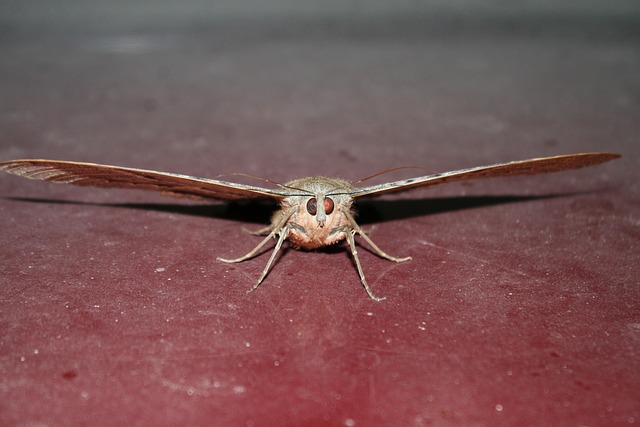 Free Butterfly Insect photo and picture