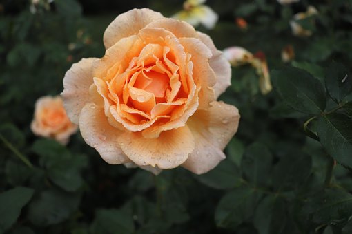 Free Rose Flower photo and picture