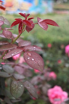 Free Leaf Red photo and picture