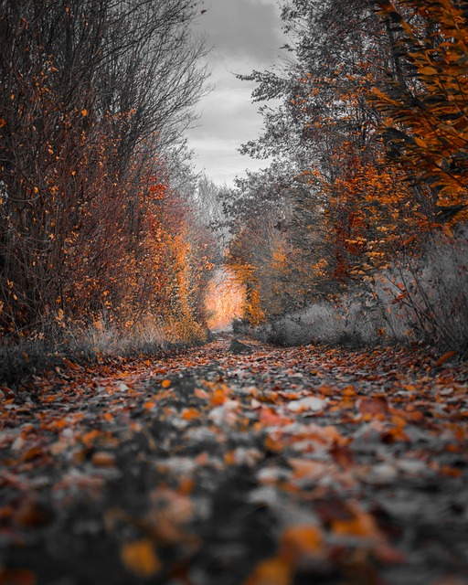 Cesta, Stromy, Jeseň, Chodník