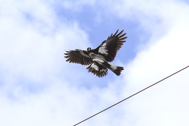 Free Magpie Fight photo and picture