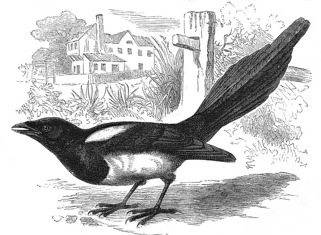 Free magpie bird engraving illustration