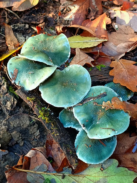 Free Forest Mushrooms photo and picture