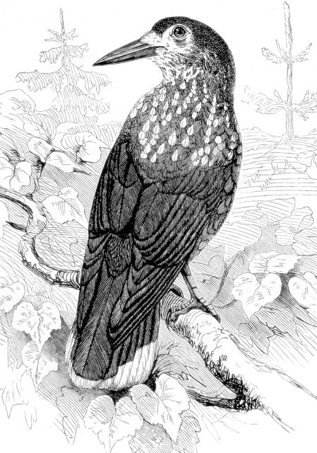 Free nutcracker bird engraving illustration