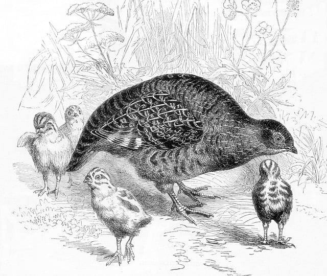 Download free HD stock image of Partridge Chicks Free partridge chicks engraving illustration