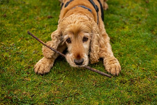 Hund, Spaniel, Pelz, Niedlich, Tier