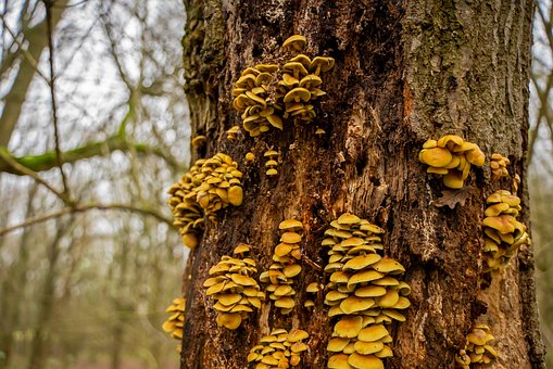 Pilz, Baum, Bellen, Wald, Pilze, Herbst
