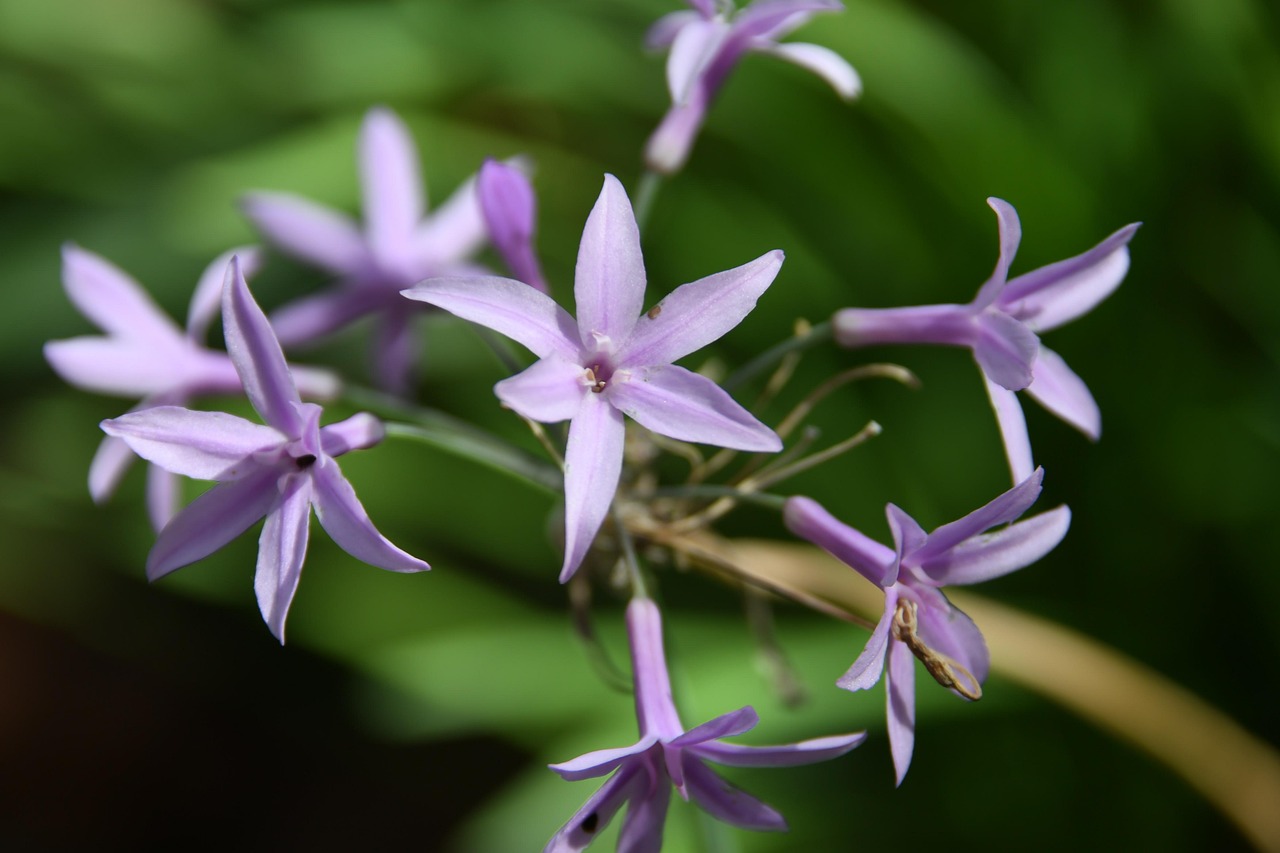 Flores Natural Naturaleza Free Photo On Pixabay Pixabay