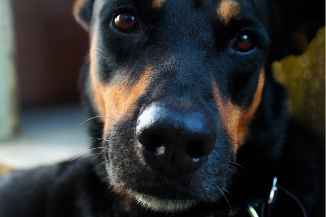Hond, Detailopname, Snuit, Gezicht