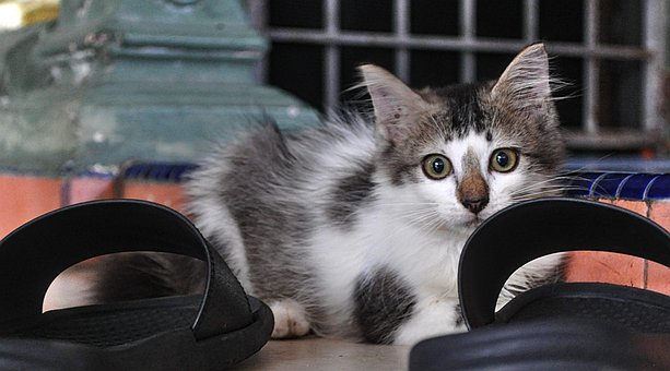 Kattens Øjne, Dyreinternat, Mieze