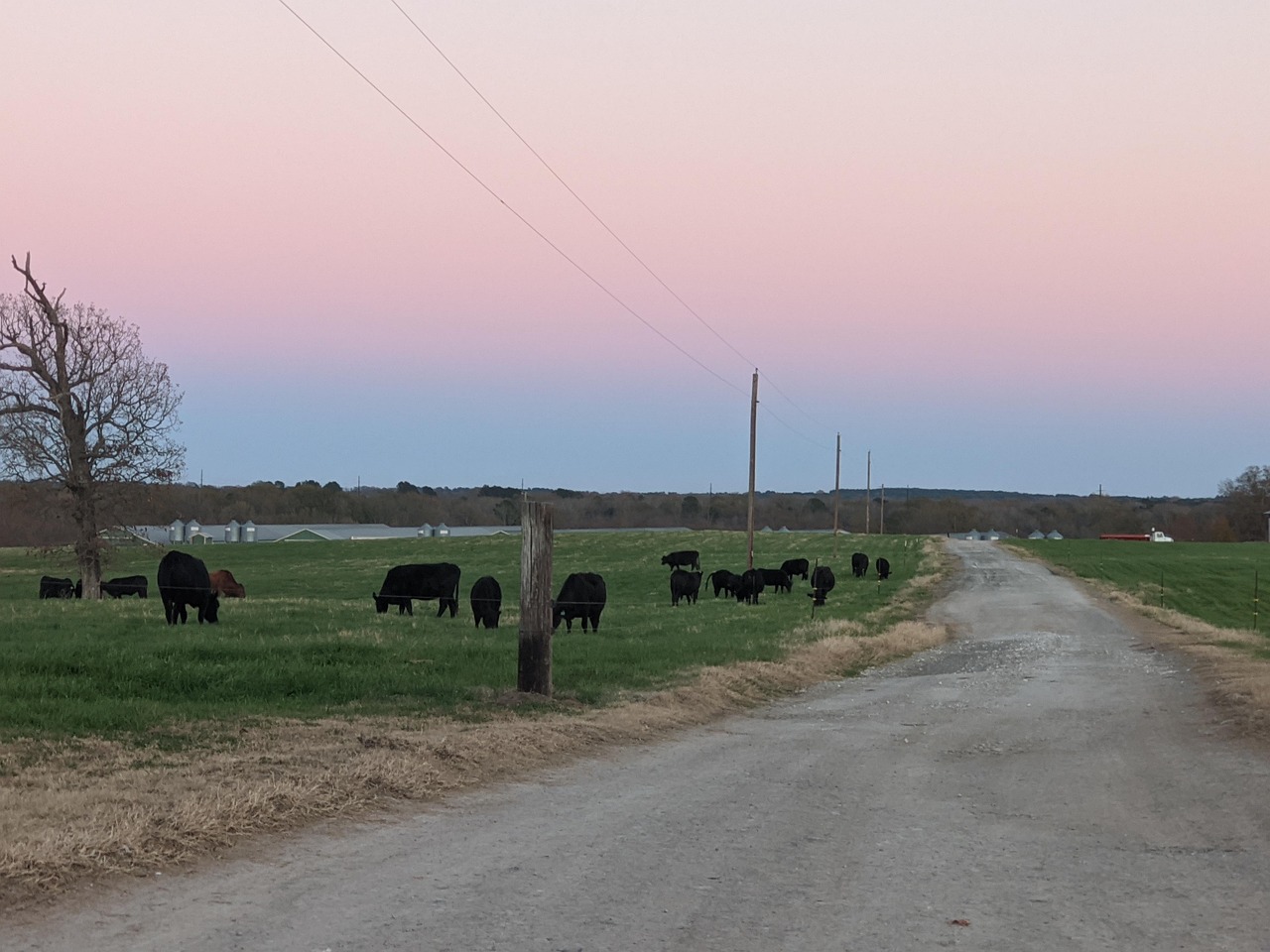 Cows Nature Cow - Free photo on Pixabay - Pixabay