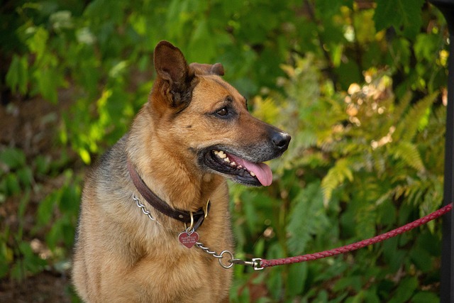 Hund, Tier, Bewachen