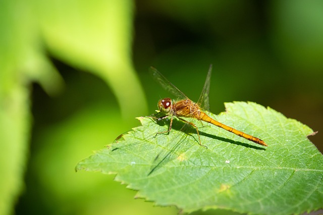 Libelle, Miniatur, Insekt