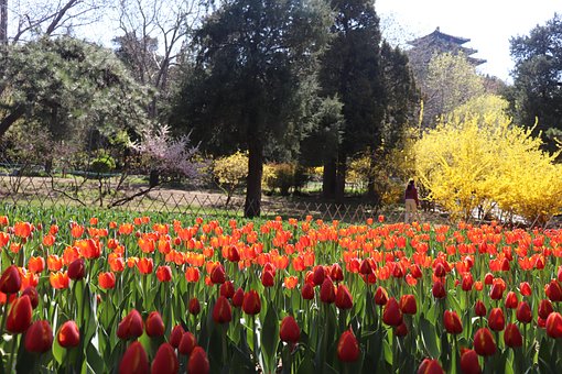 Free Jingshan Park Tulips photo and picture