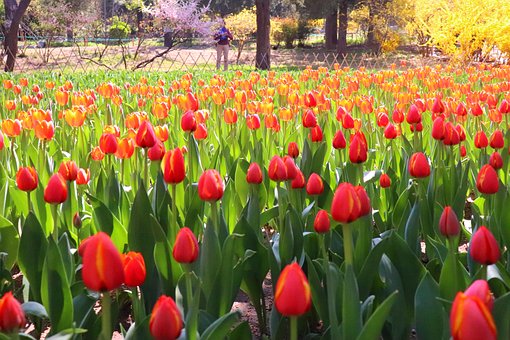 Free Jingshan Park Tulips photo and picture