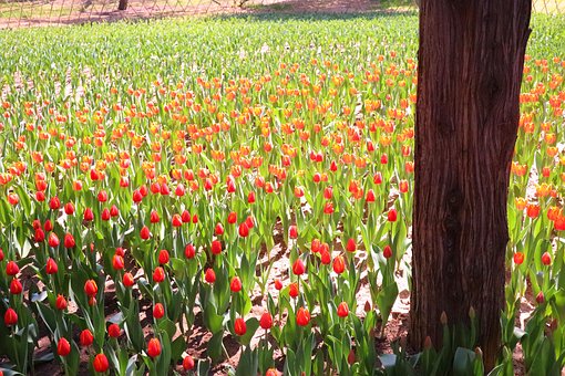 Free Jingshan Park Tulips photo and picture