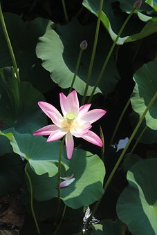 Free Lotus Beautiful Flowers photo and picture
