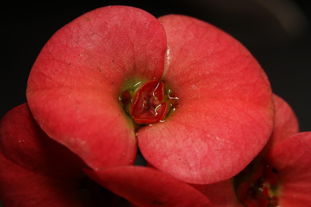 Red Flower - Free photo on Pixabay - Pixabay