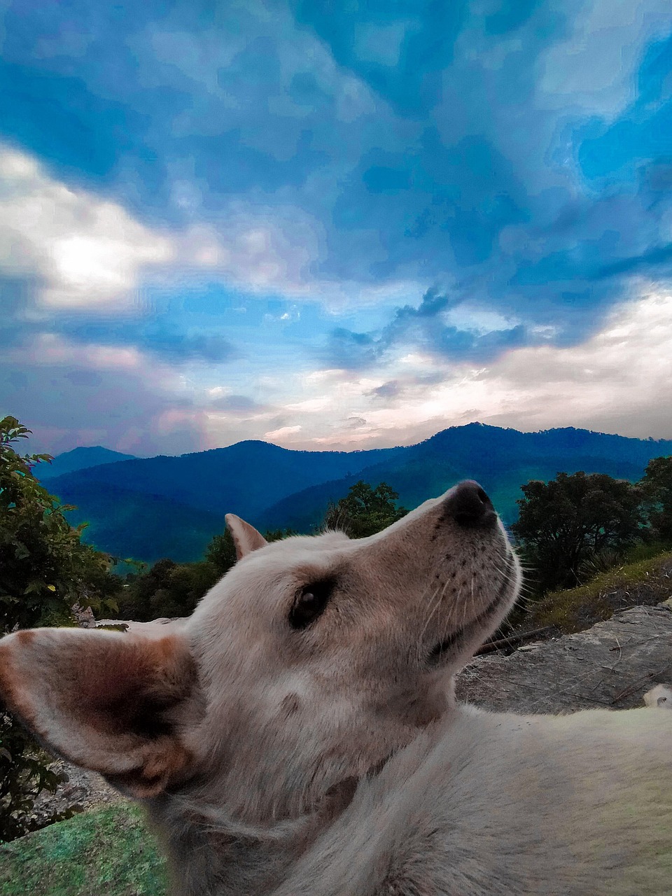 Perro India Contento Cielo - Foto gratis en Pixabay - Pixabay