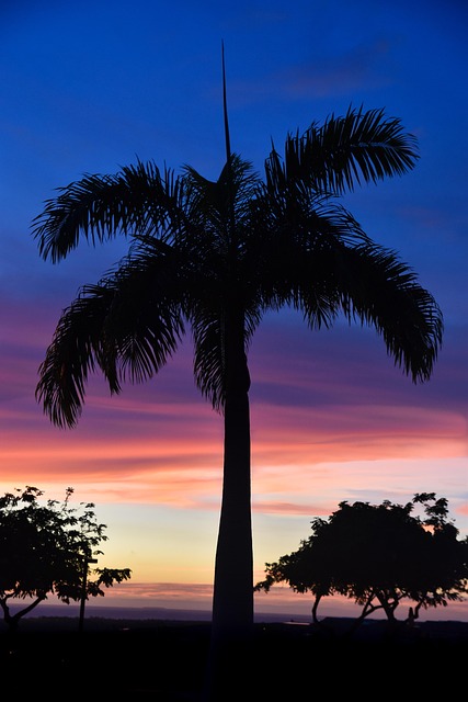 Free Palm Tree Hawaii photo and picture