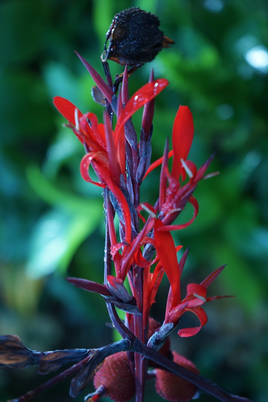 Red Flower Plant Botanical Free photo on Pixabay Pixabay