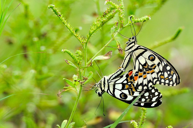 Free Butterflies Insects photo and picture