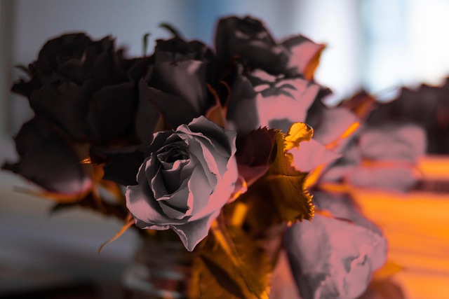 Free Atmosphere Rose photo and picture