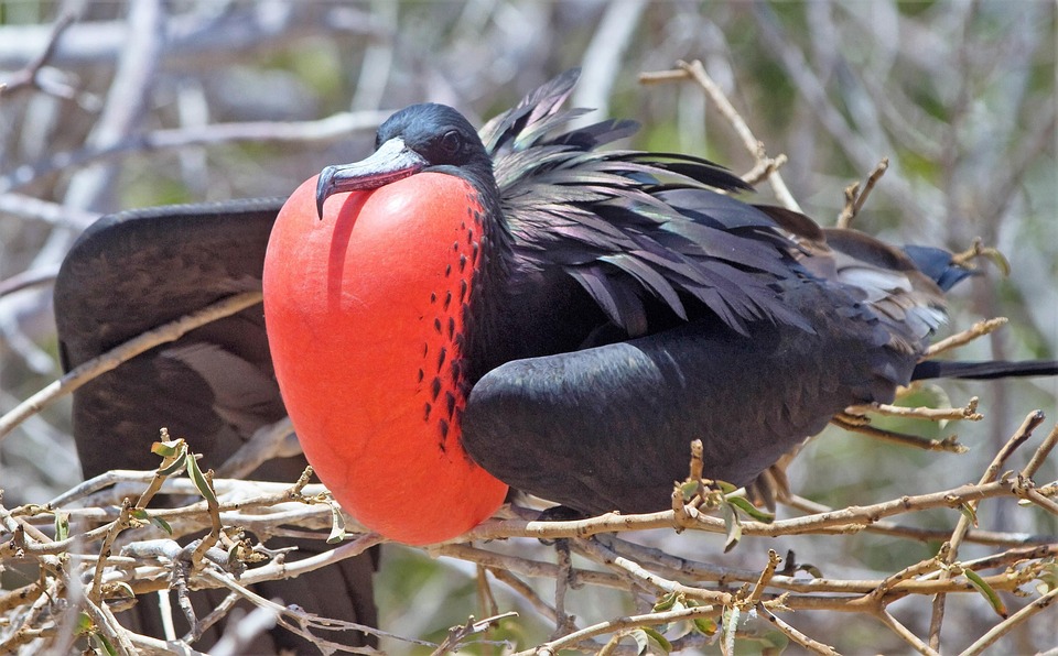 Frigate Bird Courtship Birds Free photo