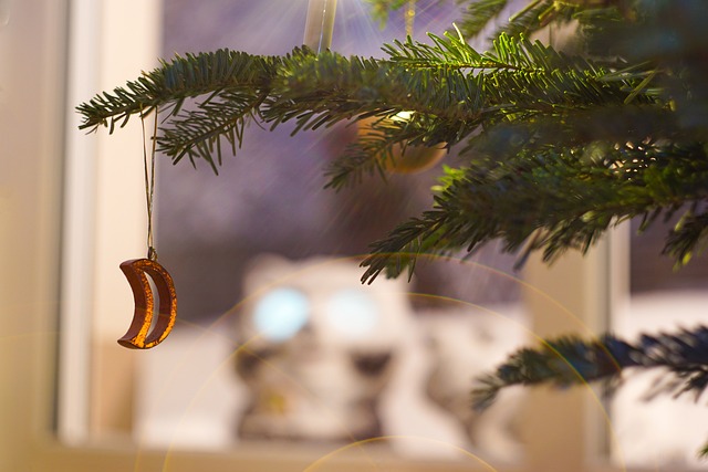 Free Christmas Winter photo and picture