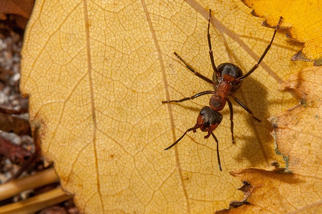 Free Leaf Ant photo and picture