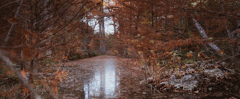 Hell, Orange, Blätter, Herbst, Teich