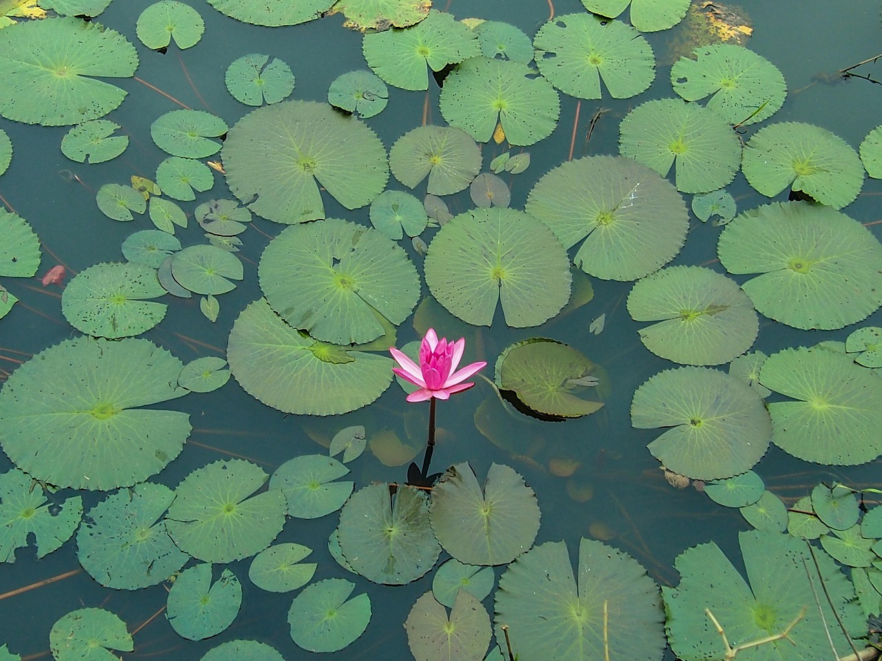 Aquatic Plants Free photo on Pixabay Pixabay
