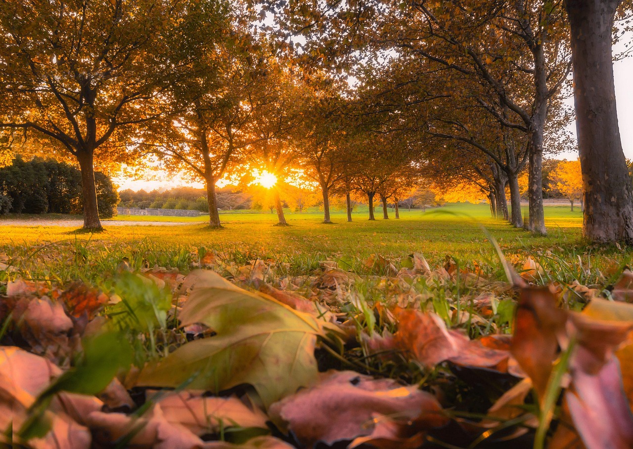 automne-paysage-feuilles-photo-gratuite-sur-pixabay-pixabay