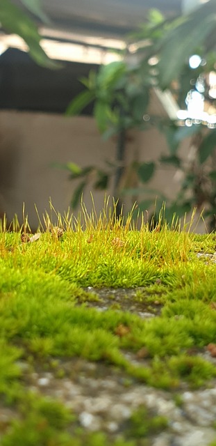 Free Nature Forest photo and picture
