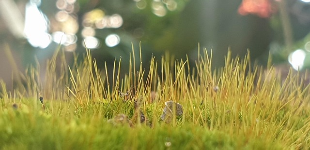 Free Nature Forest photo and picture