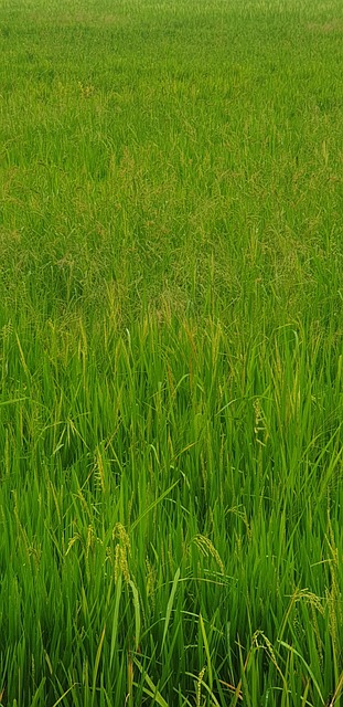 Free Nature Forest photo and picture