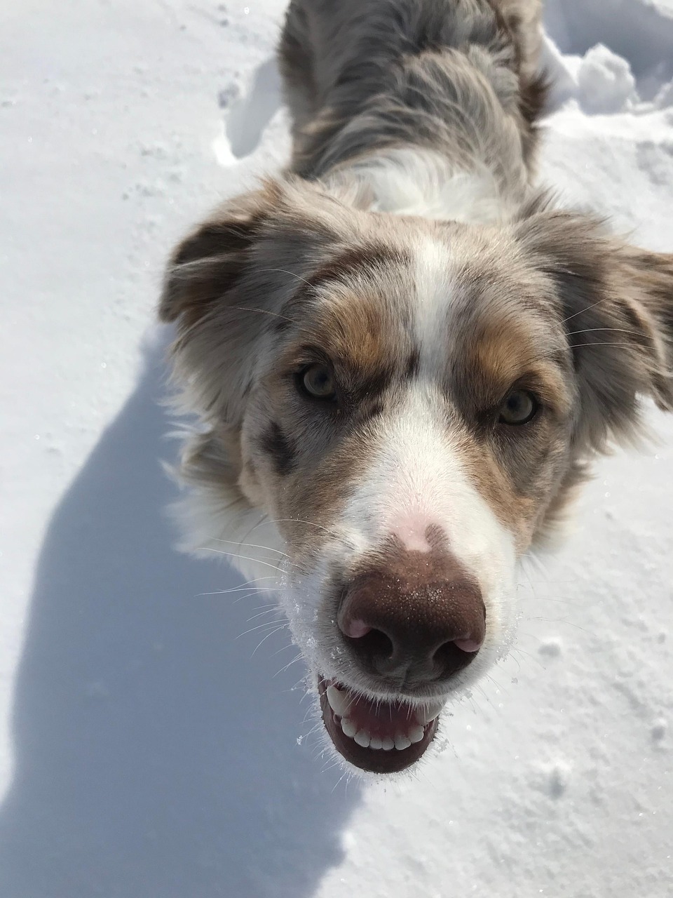 Australian Shepard Cachorro - Foto gratuita no Pixabay - Pixabay