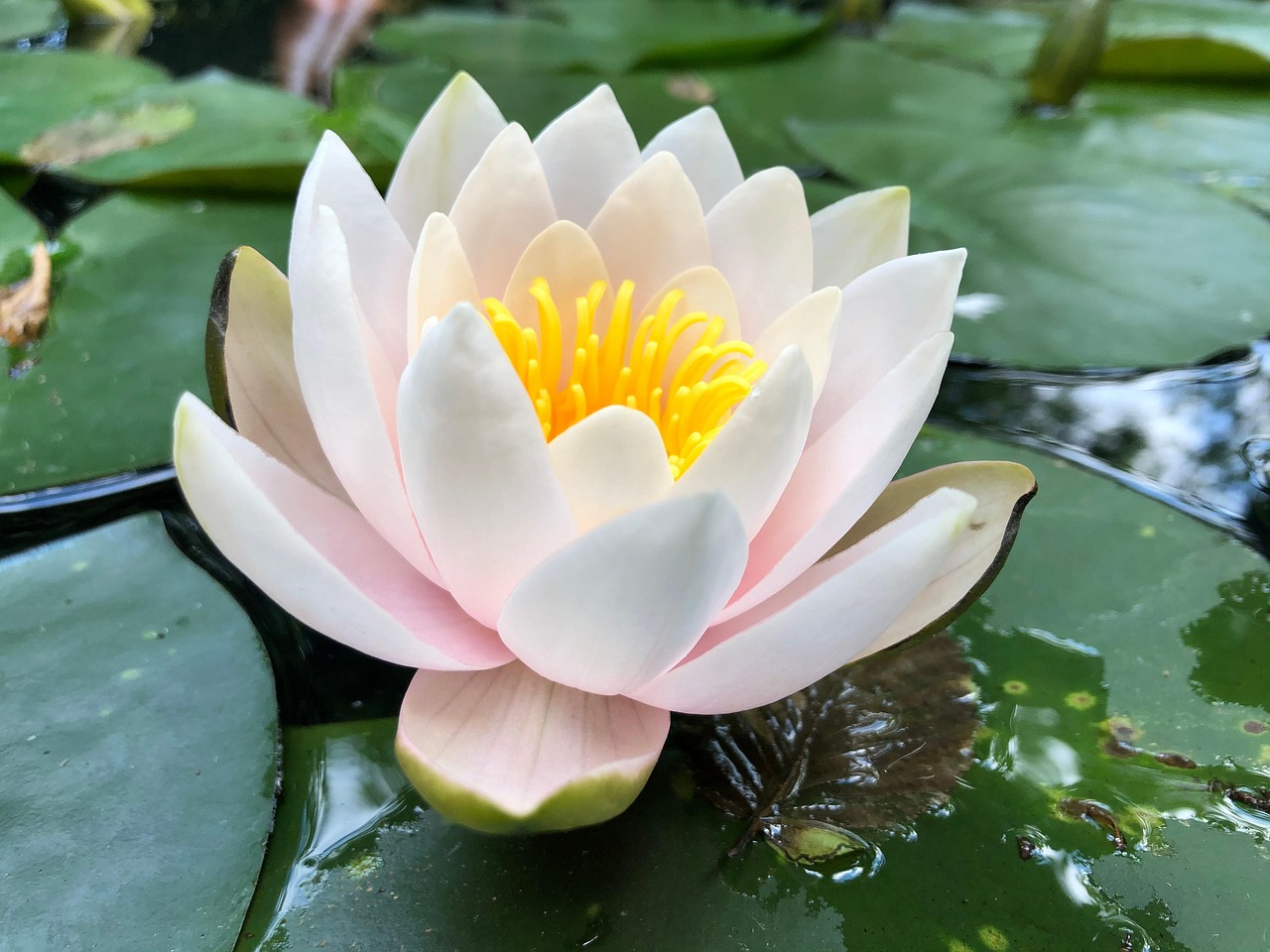 Lilly Rose Free photo on Pixabay Pixabay