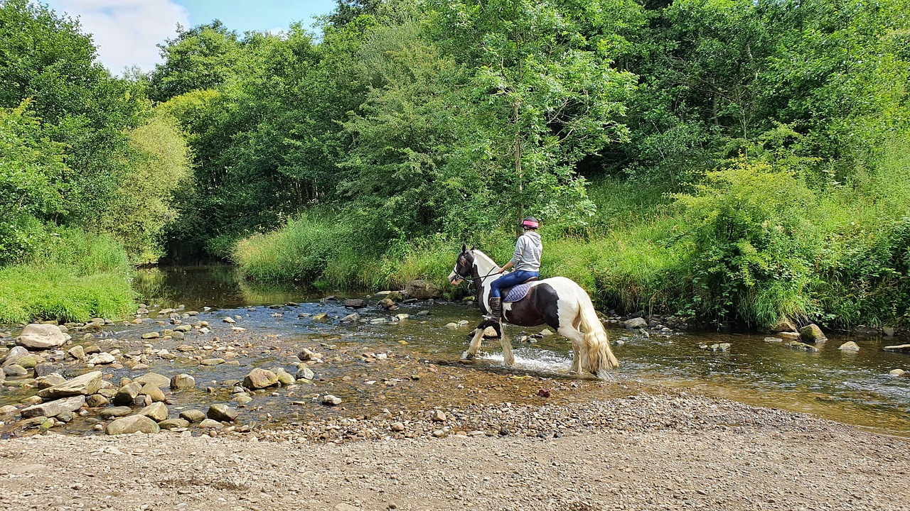 Water Horse Free photo on Pixabay Pixabay
