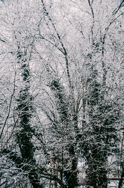 雪 冬 木 - Pixabayの無料写真 - Pixabay