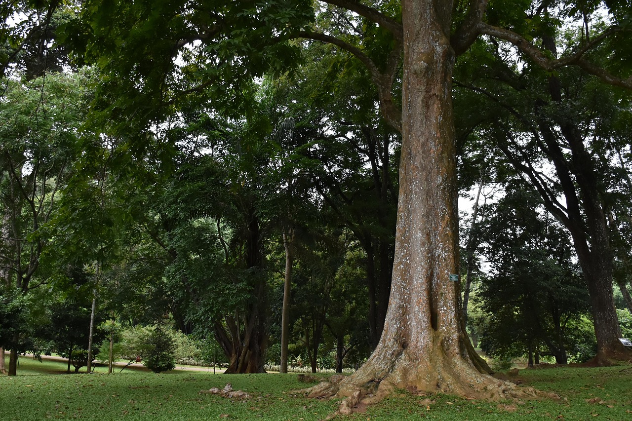 Le Jardin Botanique De Peradeniya - Photo gratuite sur Pixabay