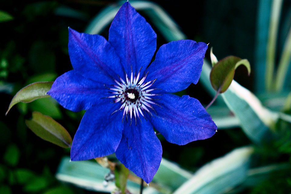 Blue Flower Free photo on Pixabay Pixabay