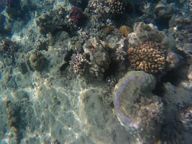 Free Sea Egypt photo and picture
