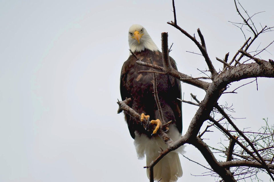 American Bald Eagle Bird Predator Free Photo On Pixabay Pixabay