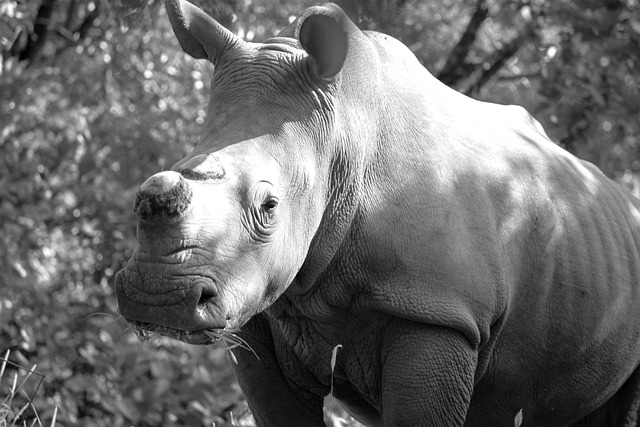 Free Kruger National Park South Africa photo and picture