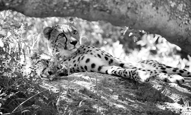 Free Kruger National Park South Africa photo and picture