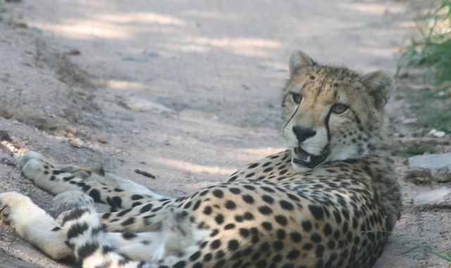 Free Cheetah Kruger National Park photo and picture
