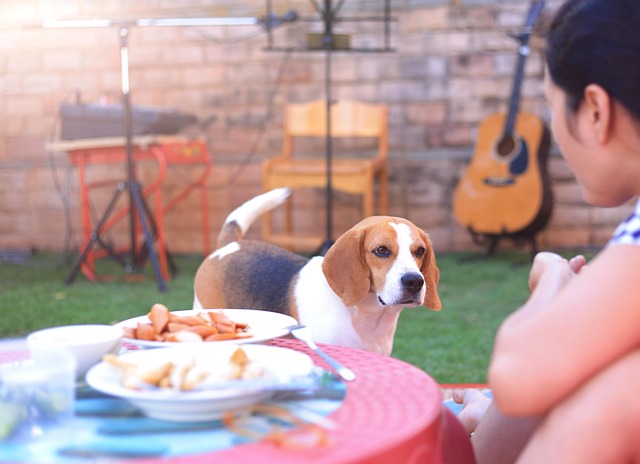 Free Beagle Dog photo and picture