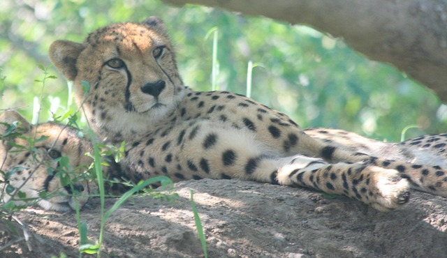 Free Kruger National Park South Africa photo and picture