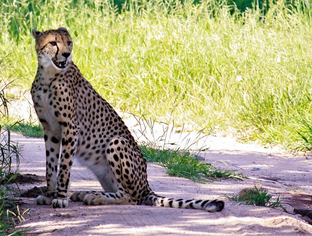Free Kruger National Park South Africa photo and picture